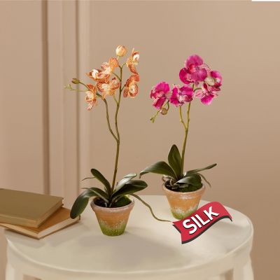 Paired Sophistication Silk Orchid Plants