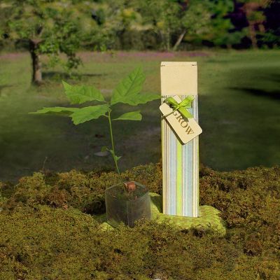 Todd Oldham Mighty Oak