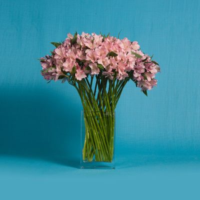 Vera Wang Alstroemeria