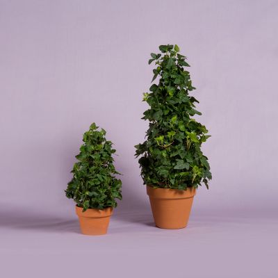 Vera Wang Ivy