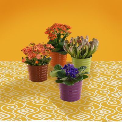 Todd Oldham Home Comfort Plants