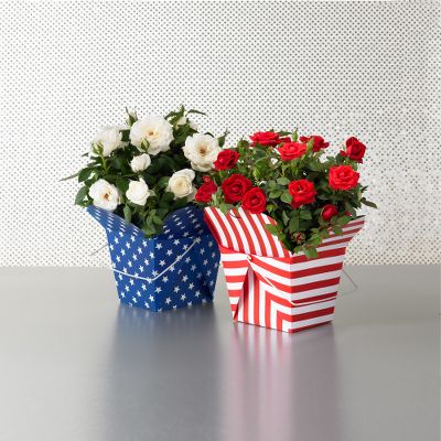 Todd Oldham&reg; Stars & Stripes Mini Rose
