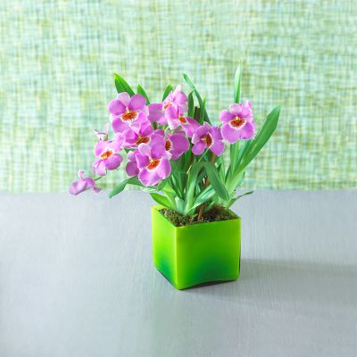 Todd Oldham™ Butterfly Orchid Plant