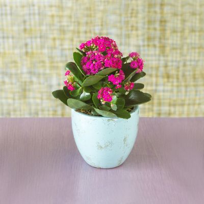 Todd Oldham Fuschia Finish Calendiva Plant