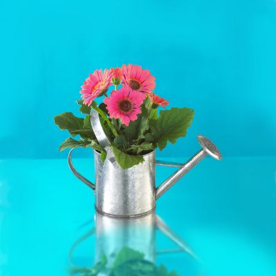 Todd Oldham Sun Shower Gerber Daisy Plant