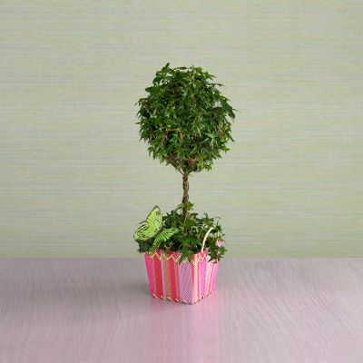 Todd Oldham Butterfly Topiary
