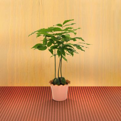 Todd Oldham Fortune Smiles Lucky Bean Plant