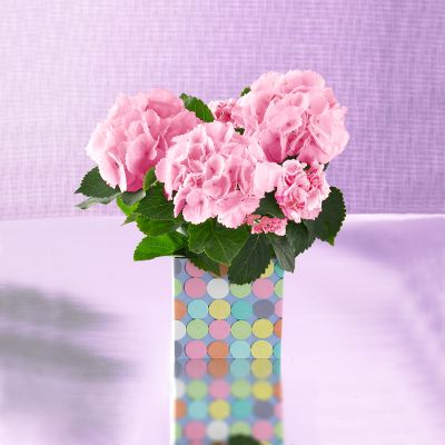 Todd Oldham New Beginnings Hydrangea Plant
