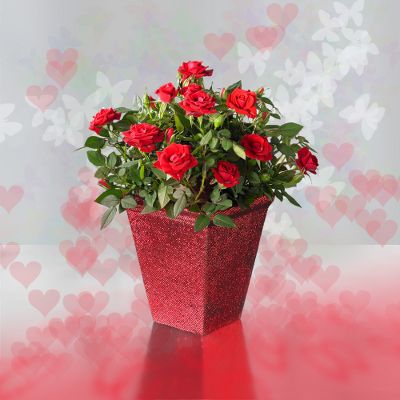 Todd Oldham? Glimmer of Hope Mini Rose Plant