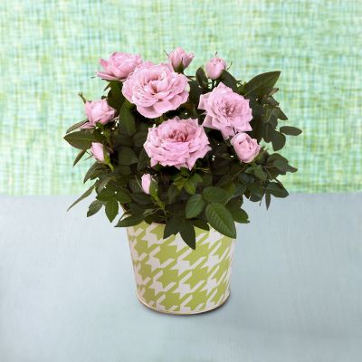 Todd Oldham Hooked on Houndstooth Mini Rose