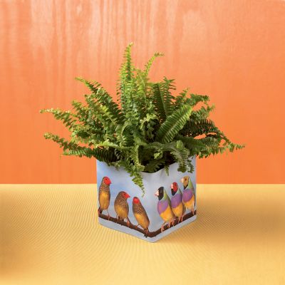 Todd Oldham Tropical Tweets Fern