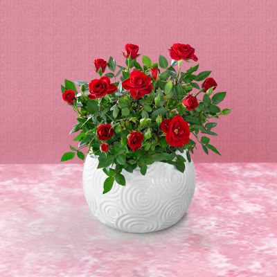 Todd Oldham? Straight to Their Heart Mini Rose