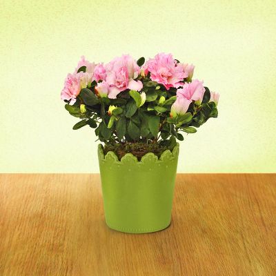 Todd Oldham Sizzlin' Summer Azalea Plant