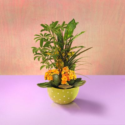 Todd Oldham Spring Fling Garden Planter
