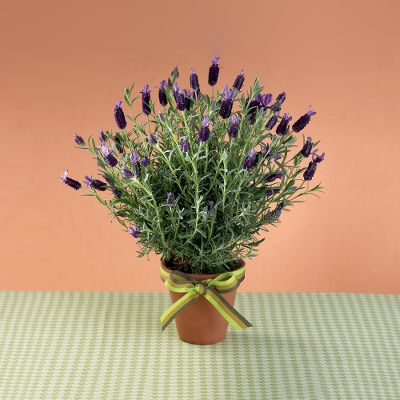 Todd Oldham Lively Lavender Plant