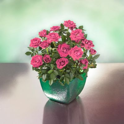 Todd Oldham Pink Rain Mini Rose Plant