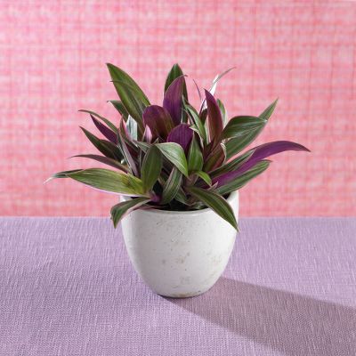 Todd Oldham Remember Me Rheo Plant