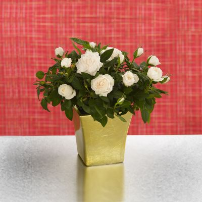 Todd Oldham? Golden Glamour White Mini Rose Plant
