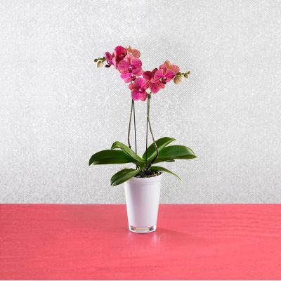 Todd Oldham Beauty Blooms Orchid Plant