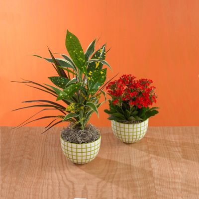 Todd Oldham Duet Right Potted Plants
