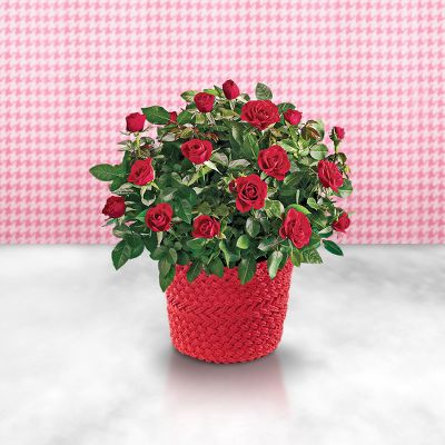 Todd Oldham? Holiday Kissed Mini Rose