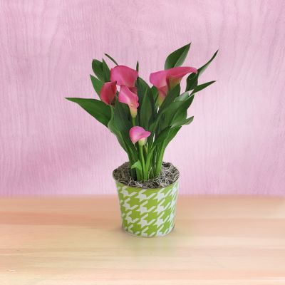 Todd Oldham Calla Lily Cool