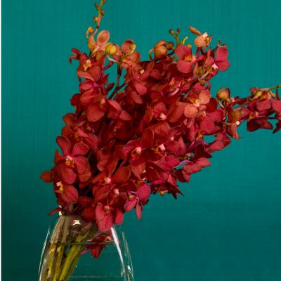 Vera Wang Garnet Orchid Bouquet