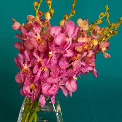 Vera Wang Pink Sapphire Orchid Bouquet