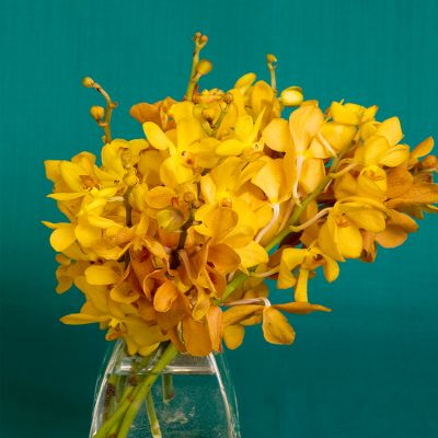 Vera Wang Orchids - 10 Stems