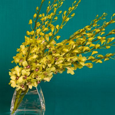 Vera Wang Peridot Orchid Bouquet