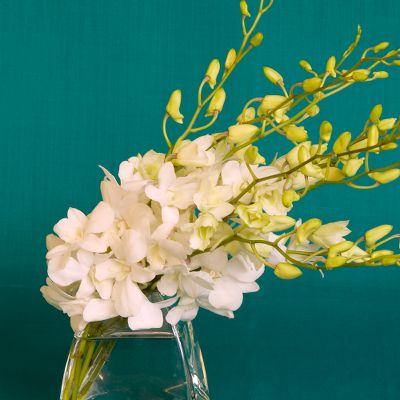 Vera Wang Pearl Orchid Bouquet
