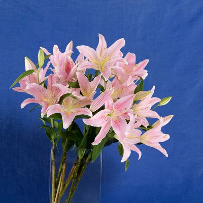 Vera Wang™ Cherry Pink Lily Bouquet