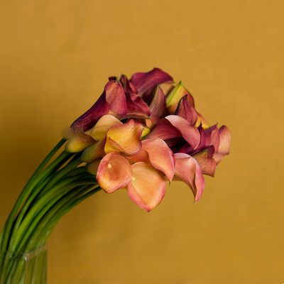 Vera Wang™ Spring Fever Calla Lily