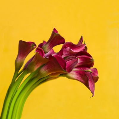 Vera Wang™ Sunset Pink Calla Lily Bouquet