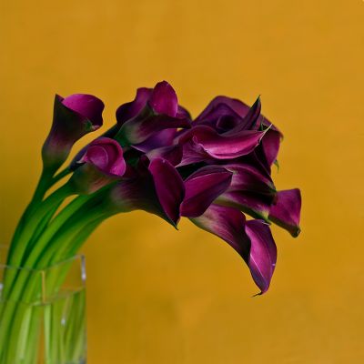 Vera Wang Black Beauty Calla Lily Bouquet