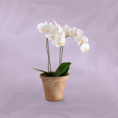 Vera Wang? Orchid Dreams