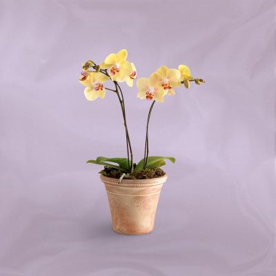 Vera Wang Orchid Sunshine