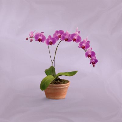 Vera Wang Orchid Plant