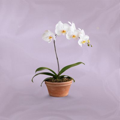 Vera Wang Orchid Elegance