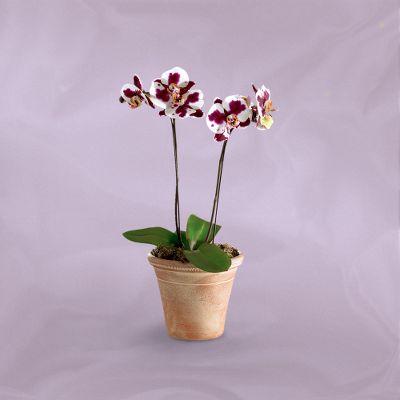 Vera Wang Allure Orchid