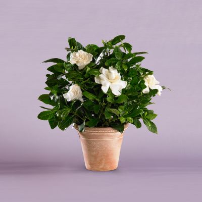 Vera Wang Winter White Gardenia Plant, Large