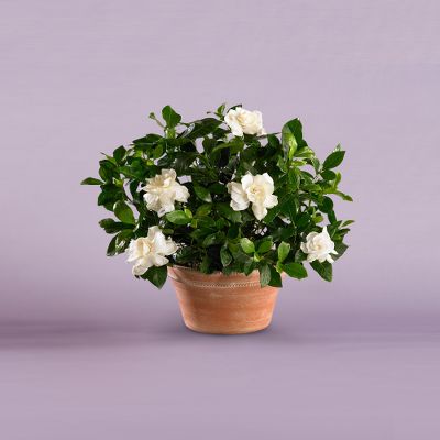 Vera Wang? Winter White Gardenia Plant, Small