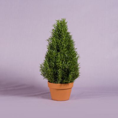 Vera Wang Rosemary