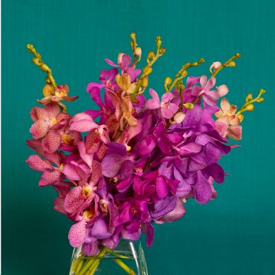 Vera Wang Orchids