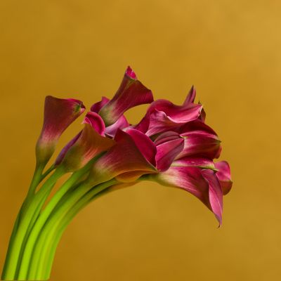 Vera Wang Calla Lilies