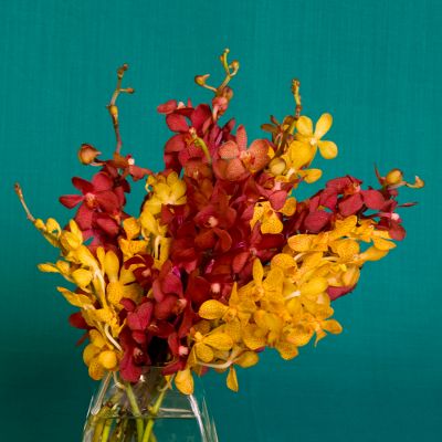 Vera Wang Orchids