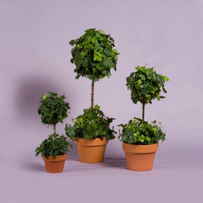 Vera Wang Ivy