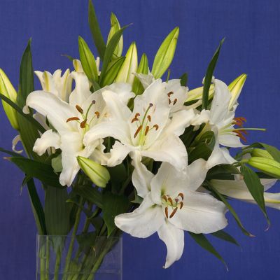 Vera Wang Lilies