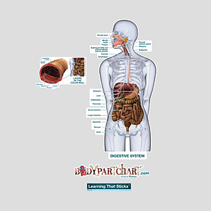 Digestive System – Labeled Decal | Shop Fathead Anatomical Images Graphics
