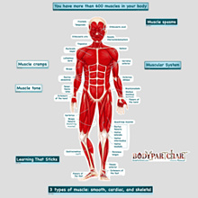 Simplified Muscular System Labeled Decal | Shop Fathead Anatomical